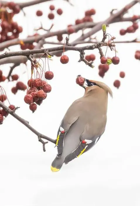 Framed Print : Bohemian waxwing (Bombycilla garrulus) Framed Print : Bohemian waxwing (Bombycilla garrulus)