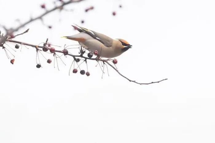 Framed Print : Bohemian waxwing (Bombycilla garrulus)
