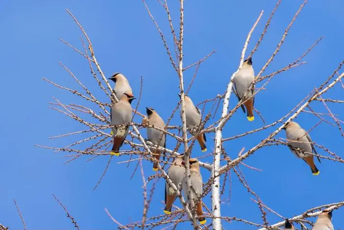 Framed Print : Bohemian waxwing (Bombycilla garrulus) Framed Print : Bohemian waxwing (Bombycilla garrulus)