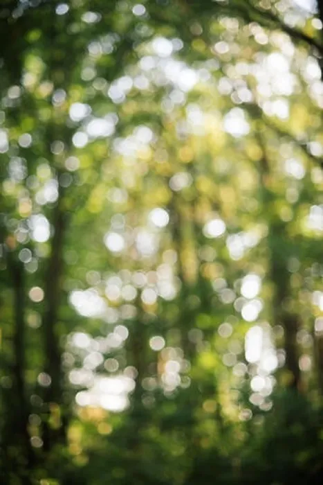 Framed Print : Bokeh forest backdrop. Abstract forest backdrop. Blurry and bokeh. Defocused natural background. Background with blurred nature Framed Print : Bokeh forest backdrop. Abstract forest backdrop. Blurry and bokeh. Defocused natural background. Background with blurred nature