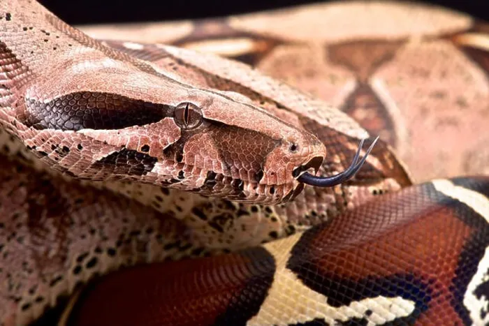 Framed Print : Bolivian boa (Boa constrictor amarali)
