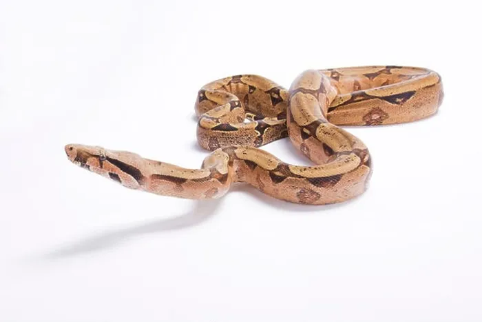 Framed Print : Bolivian boa, Boa constrictor amarali, Bolivia Framed Print : Bolivian boa, Boa constrictor amarali, Bolivia