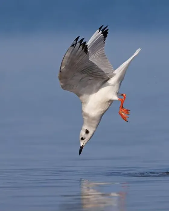 Framed Print : Bonaparte's Gull diving for food - Lake Huron, Ontario, Canada Framed Print : Bonaparte's Gull diving for food - Lake Huron, Ontario, Canada
