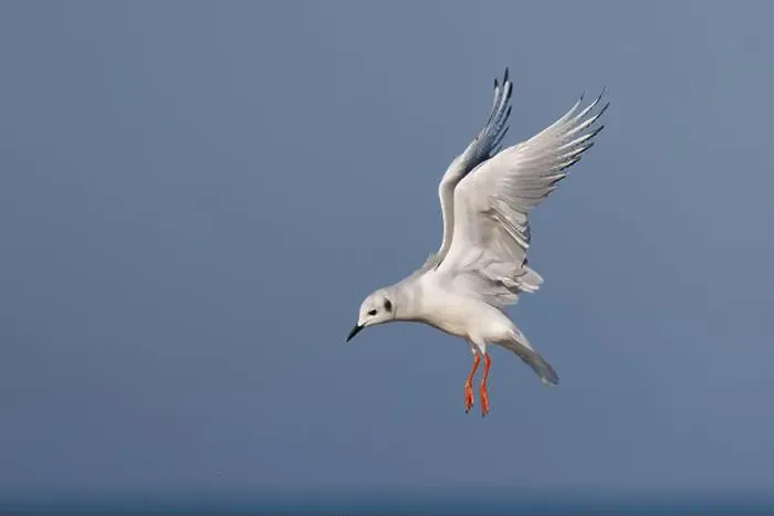 Framed Print : Bonaparte's Gull hovering in search of food - Lake Huron, Ontario, Canada Framed Print : Bonaparte's Gull hovering in search of food - Lake Huron, Ontario, Canada