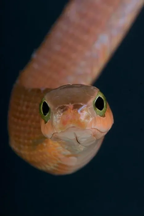 Framed Print : Boomslang / Dispholidus typus Framed Print : Boomslang / Dispholidus typus