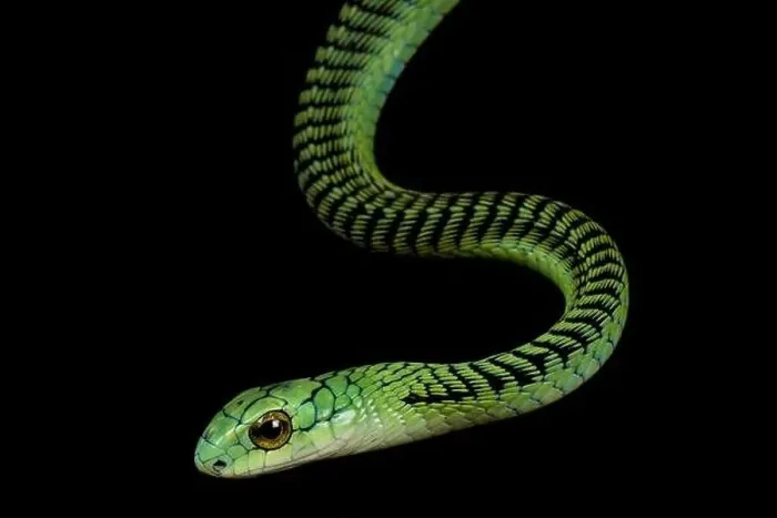 Framed Print : Boomslang (Dispholidus typus) Framed Print : Boomslang (Dispholidus typus)