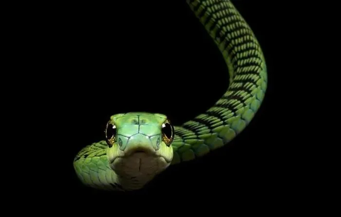 Framed Print : Boomslang (Dispholidus typus) Framed Print : Boomslang (Dispholidus typus)