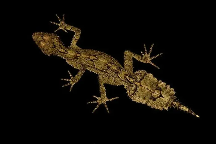 Framed Print : Border Ranged leaf-tailed gecko (Saltuarius swaini) Framed Print : Border Ranged leaf-tailed gecko (Saltuarius swaini)