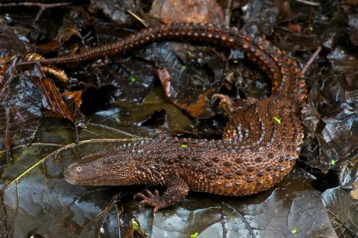Framed Print : Borneo earless monitor / Lanthanotus borneensis Framed Print : Borneo earless monitor / Lanthanotus borneensis