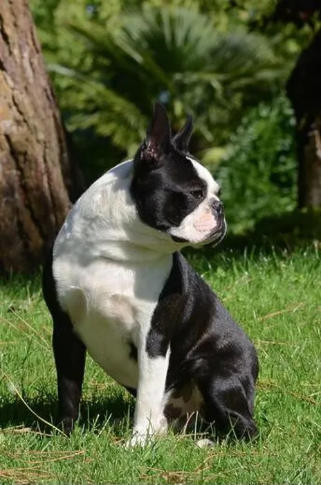 Framed Print : Boston terrier dog portrait in the garden Framed Print : Boston terrier dog portrait in the garden