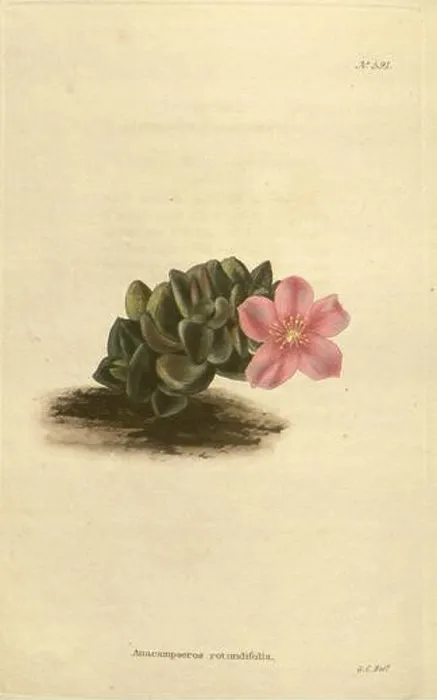 Framed Print : The botanical cabinet London John Arthur Arch 1817-1833 Framed Print : The botanical cabinet London John Arthur Arch 1817-1833