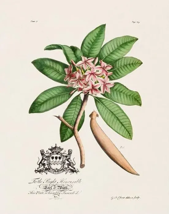Framed Print : Botanical illustration from the 18th century by Ehret, George Dionysius, 1708-1770 Framed Print : Botanical illustration from the 18th century by Ehret, George Dionysius, 1708-1770