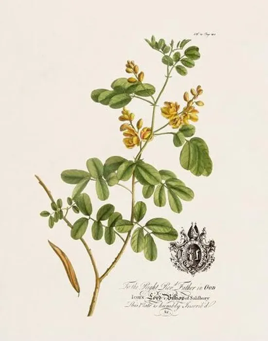 Framed Print : Botanical illustration from the 18th century by Ehret, George Dionysius, 1708-1770 Framed Print : Botanical illustration from the 18th century by Ehret, George Dionysius, 1708-1770