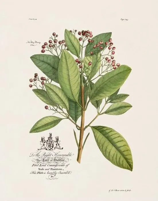Framed Print : Botanical illustration from the 18th century by Ehret, George Dionysius, 1708-1770 Framed Print : Botanical illustration from the 18th century by Ehret, George Dionysius, 1708-1770