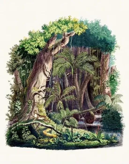 Framed Print : Botanical Illustration of a Colorful Jungle Scene. Rainforest Framed Print : Botanical Illustration of a Colorful Jungle Scene. Rainforest