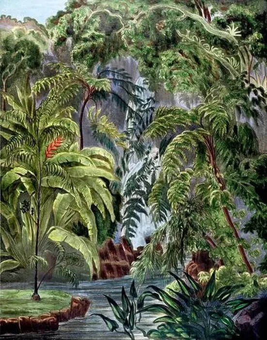 Framed Print : Botanical Illustration of a Colorful Jungle Scene. Rainforest Framed Print : Botanical Illustration of a Colorful Jungle Scene. Rainforest