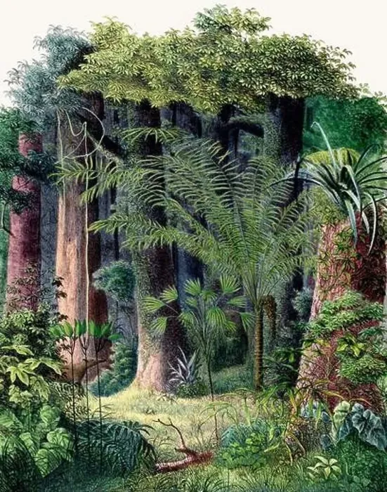 Framed Print : Botanical Illustration of a Colorful Jungle Scene. Rainforest Framed Print : Botanical Illustration of a Colorful Jungle Scene. Rainforest