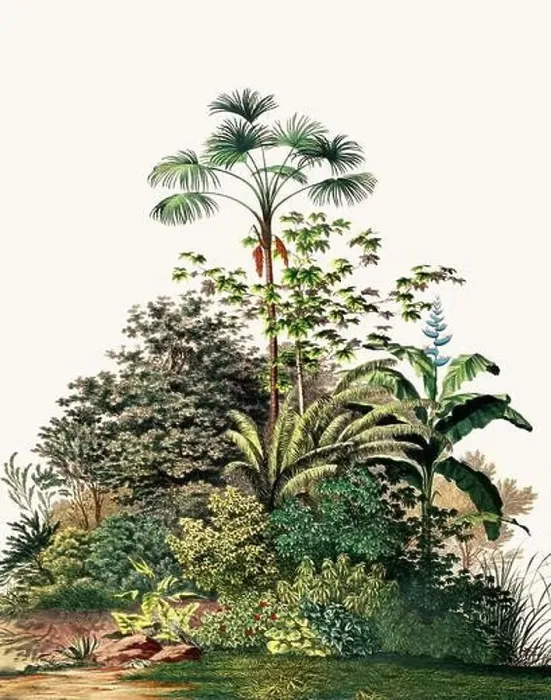 Framed Print : Botanical Illustration of a Colorful Jungle Scene. Rainforest Framed Print : Botanical Illustration of a Colorful Jungle Scene. Rainforest