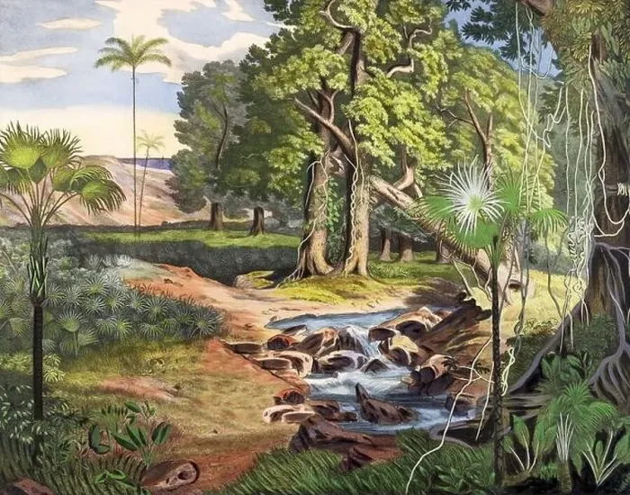 Framed Print : Botanical Illustration of a Colorful Jungle Scene. Rainforest Framed Print : Botanical Illustration of a Colorful Jungle Scene. Rainforest
