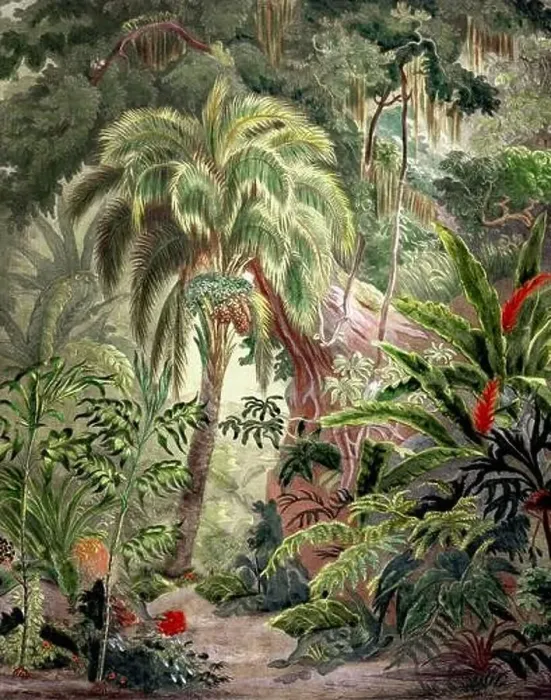 Framed Print : Botanical Illustration of a Colorful Jungle Scene. Rainforest Framed Print : Botanical Illustration of a Colorful Jungle Scene. Rainforest