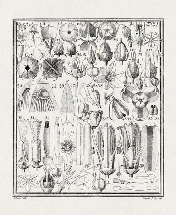 Framed Print : Botanical illustration of flowers from a German book published in 1793 Framed Print : Botanical illustration of flowers from a German book published in 1793