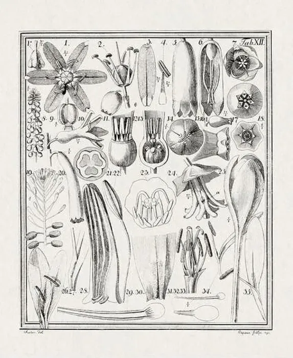 Framed Print : Botanical illustration of flowers from a German book published in 1793 Framed Print : Botanical illustration of flowers from a German book published in 1793