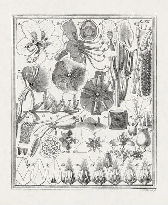 Framed Print : Botanical illustration of flowers from a German book published in 1793 Framed Print : Botanical illustration of flowers from a German book published in 1793