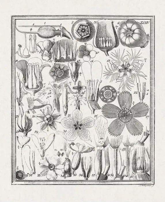 Framed Print : Botanical illustration of flowers from a German book published in 1793 Framed Print : Botanical illustration of flowers from a German book published in 1793