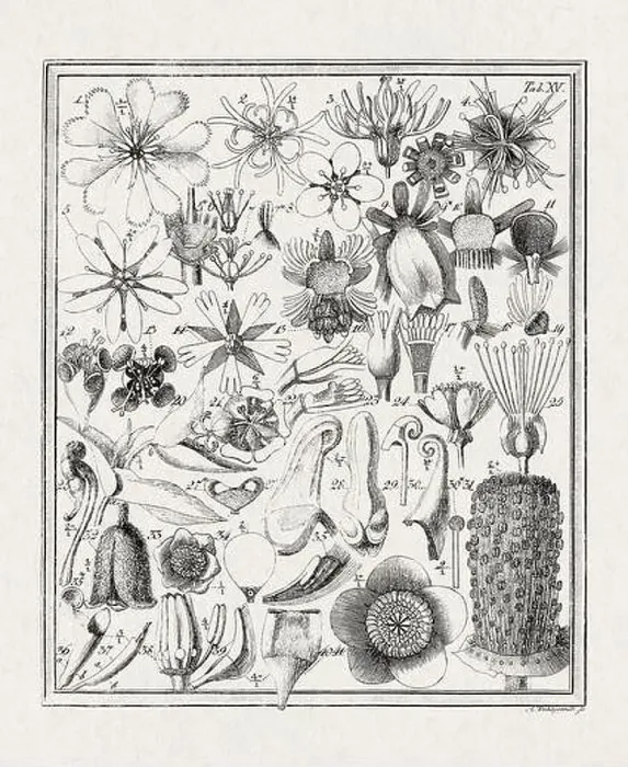 Framed Print : Botanical illustration of flowers from a German book published in 1793