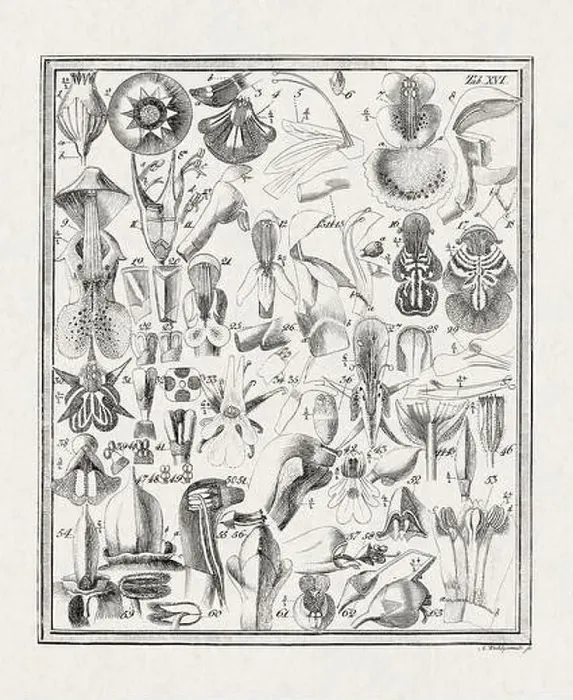 Framed Print : Botanical illustration of flowers from a German book published in 1793 Framed Print : Botanical illustration of flowers from a German book published in 1793