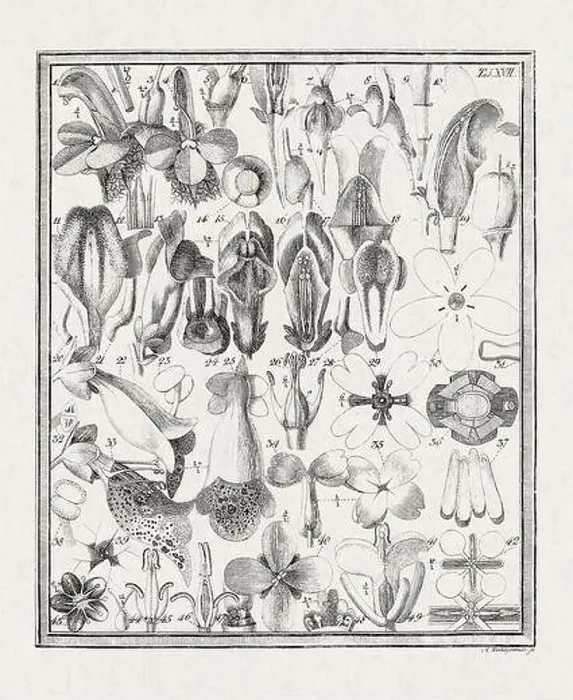 Framed Print : Botanical illustration of flowers from a German book published in 1793 Framed Print : Botanical illustration of flowers from a German book published in 1793