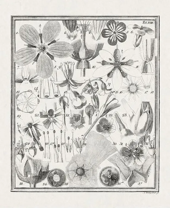 Framed Print : Botanical illustration of flowers from a German book published in 1793