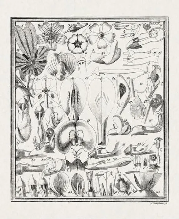 Framed Print : Botanical illustration of flowers from a German book published in 1793 Framed Print : Botanical illustration of flowers from a German book published in 1793