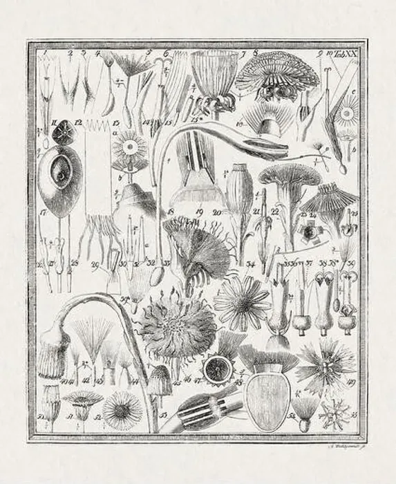 Framed Print : Botanical illustration of flowers from a German book published in 1793