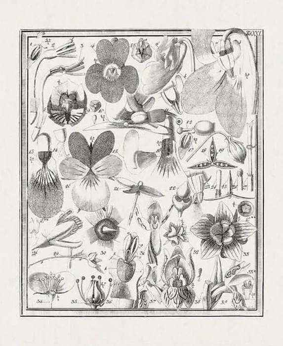 Framed Print : Botanical illustration of flowers from a German book published in 1793 Framed Print : Botanical illustration of flowers from a German book published in 1793