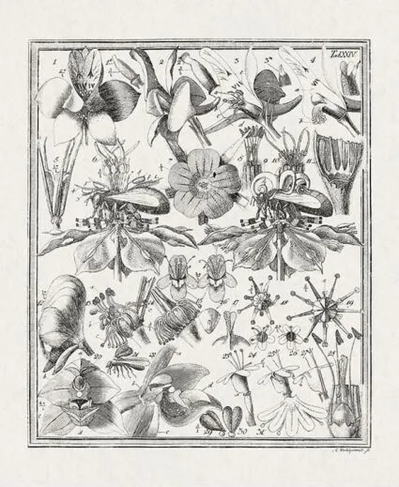 Framed Print : Botanical illustration of flowers from a German book published in 1793 Framed Print : Botanical illustration of flowers from a German book published in 1793