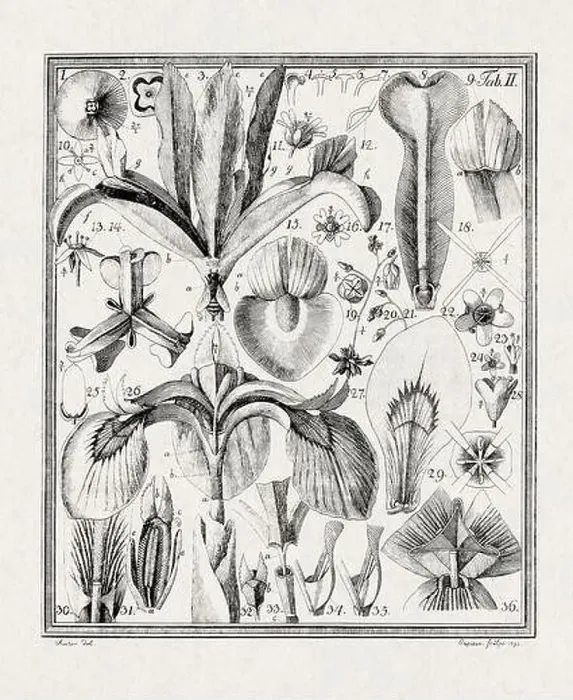 Framed Print : Botanical illustration of flowers from a German book published in 1793 Framed Print : Botanical illustration of flowers from a German book published in 1793