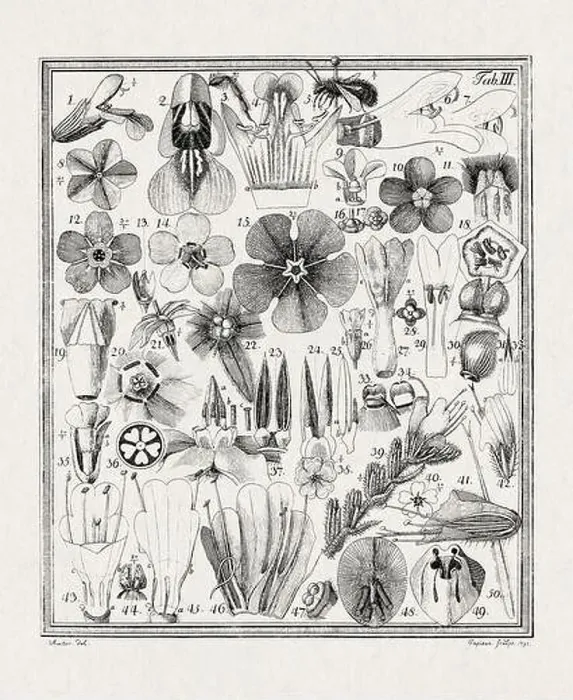 Framed Print : Botanical illustration of flowers from a German book published in 1793 Framed Print : Botanical illustration of flowers from a German book published in 1793