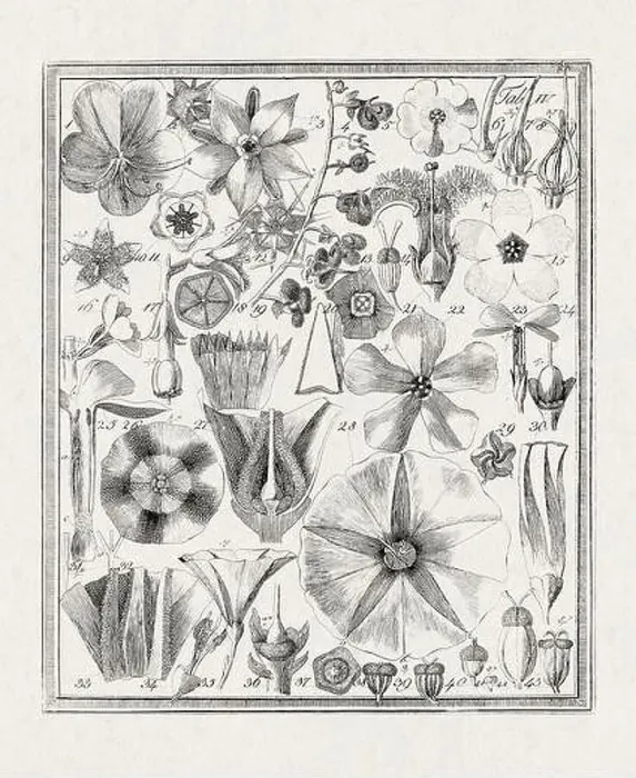 Framed Print : Botanical illustration of flowers from a German book published in 1793 Framed Print : Botanical illustration of flowers from a German book published in 1793