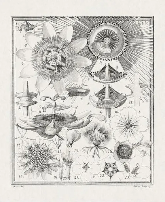 Framed Print : Botanical illustration of flowers from a German book published in 1793 Framed Print : Botanical illustration of flowers from a German book published in 1793