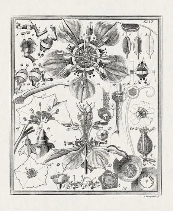 Framed Print : Botanical illustration of flowers from a German book published in 1793 Framed Print : Botanical illustration of flowers from a German book published in 1793