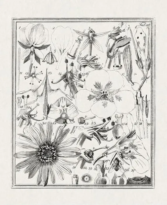Framed Print : Botanical illustration of flowers from a German book published in 1793 Framed Print : Botanical illustration of flowers from a German book published in 1793