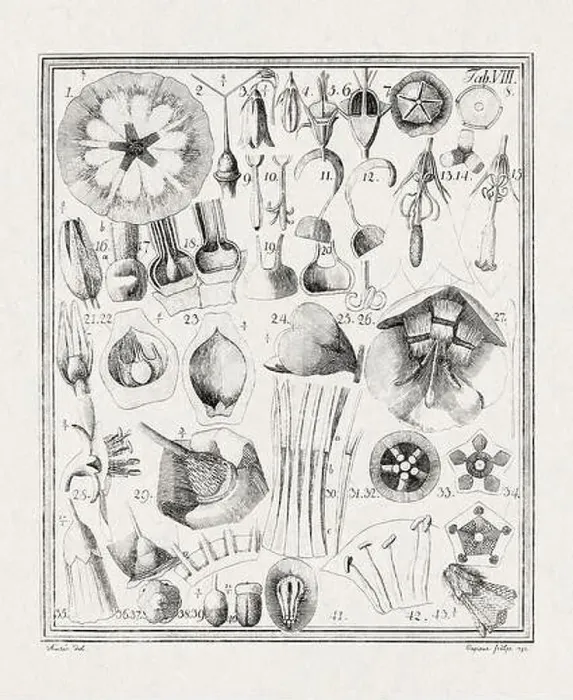 Framed Print : Botanical illustration of flowers from a German book published in 1793 Framed Print : Botanical illustration of flowers from a German book published in 1793