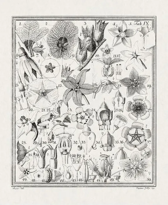 Framed Print : Botanical illustration of flowers from a German book published in 1793 Framed Print : Botanical illustration of flowers from a German book published in 1793