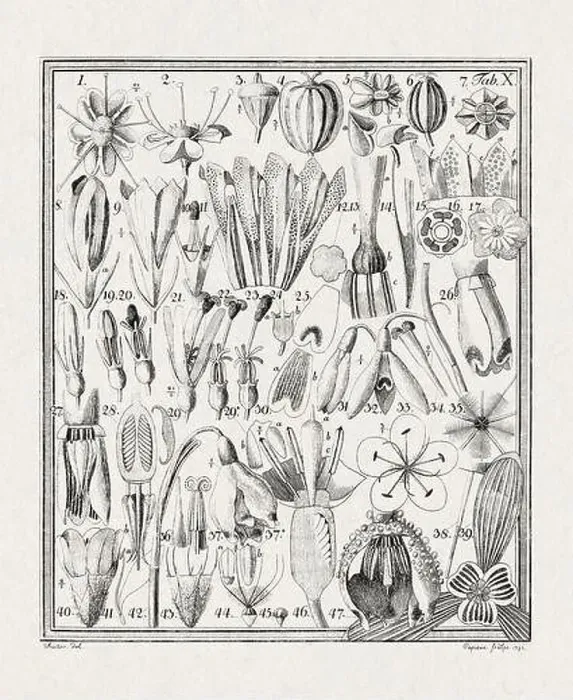 Framed Print : Botanical illustration of flowers from a German book published in 1793 Framed Print : Botanical illustration of flowers from a German book published in 1793