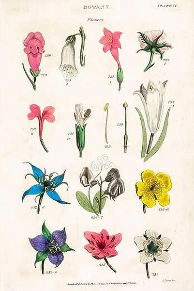 Botanical illustrations depicting the Linnean classification system. Carl Linnaeus (1707â€“1778) was a Swedish botanist, zoologist, taxonomist