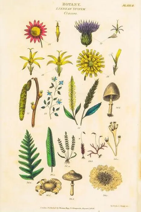 Framed Print : Botanical illustrations depicting the Linnean classification system. Carl Linnaeus (1707–1778) was a Swedish botanist, zoologist, taxonomist Framed Print : Botanical illustrations depicting the Linnean classification system. Carl Linnaeus (1707–1778) was a Swedish botanist, zoologist, taxonomist