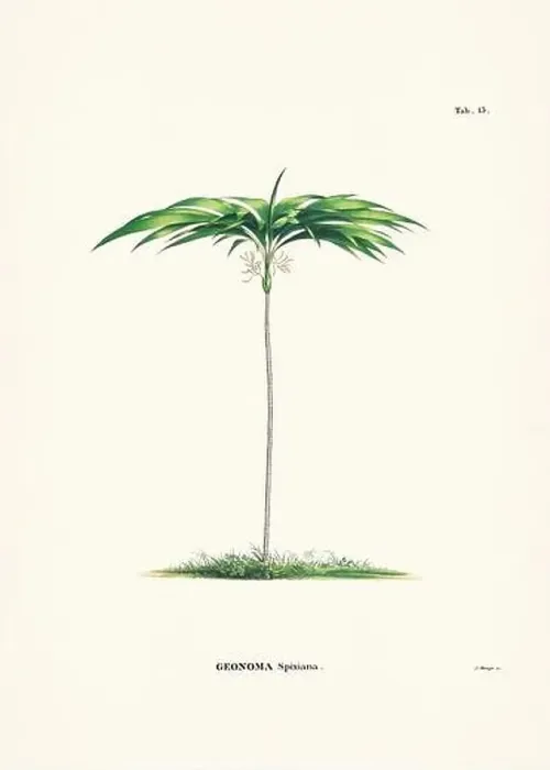 Framed Print : Botanical palm tree illustration from a 19th-century book, showcasing different species in their natural habitat Framed Print : Botanical palm tree illustration from a 19th-century book, showcasing different species in their natural habitat