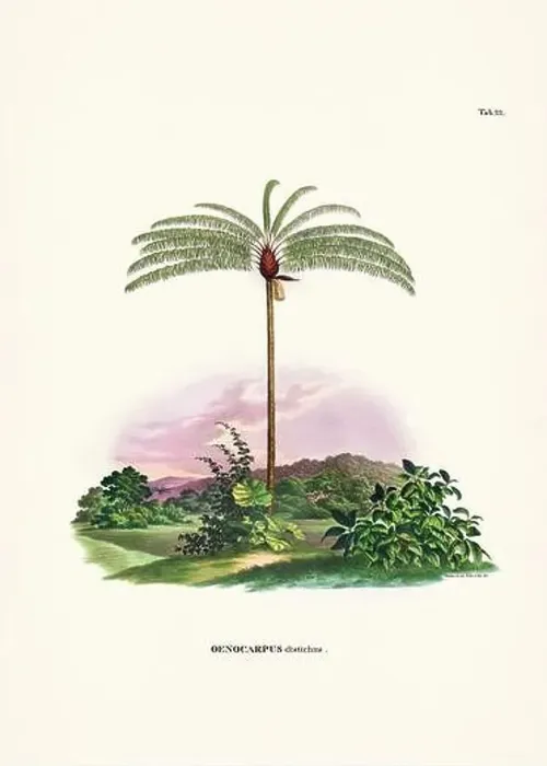 Framed Print : Botanical palm tree illustration from a 19th-century book, showcasing different species in their natural habitat Framed Print : Botanical palm tree illustration from a 19th-century book, showcasing different species in their natural habitat