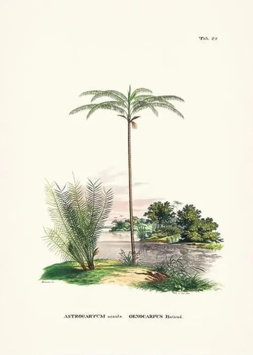 Framed Print : Botanical palm tree illustration from a 19th-century book, showcasing different species in their natural habitat Framed Print : Botanical palm tree illustration from a 19th-century book, showcasing different species in their natural habitat